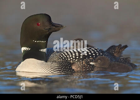 Gemeinsame Eistaucher (Gavia Immer) Erwachsene mit zwei Küken, Lac Le Jeune Provincial Park, British Columbia, Kanada, Nordamerika Stockfoto