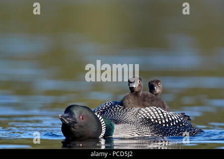 Gemeinsame Eistaucher (Gavia Immer) Erwachsene mit zwei Küken auf dem Rücken, Lac Le Jeune Provincial Park, British Columbia, Kanada, Nordamerika Stockfoto