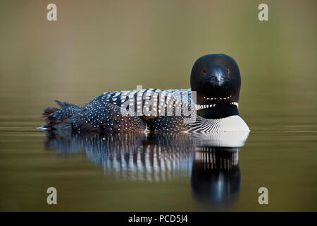 Gemeinsame Eistaucher (Gavia Immer), Lac Le Jeune Provincial Park, British Columbia, Kanada, Nordamerika Stockfoto