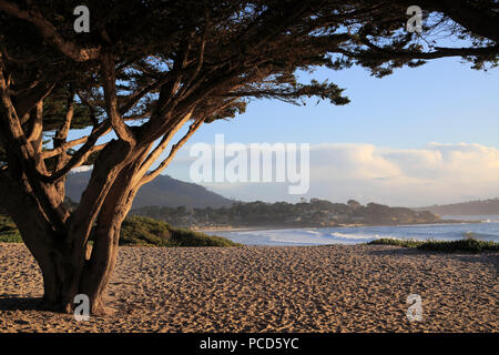 Beach, Carmel, Monterey Zypressen (Cupressus Macrocarpa) Baum, Monterey Halbinsel, Pazifischer Ozean, Kalifornien, USA, Nordamerika Stockfoto