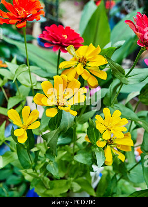 In der Nähe der bunten, Zinnia zinnien oder Blumen, in einem Garten im Innenhof mit Farben von rot, rosa und gelb. Stockfoto