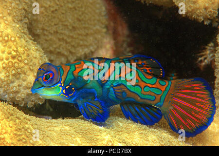 (Synchiropus splendidus Mandarin-Leierfisch), Yap Mikronesien | Mandarinfish oder Mandarin dragonet (Synchiropus splendidus), Yap Inseln Mikronesien Stockfoto