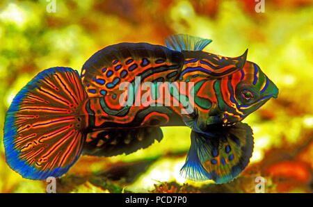 Mandarinfish oder Mandarin dragonet (Synchiropus splendidus), Sabang Beach, Mindoro, Philippinen Stockfoto