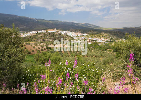 Ansicht im Frühjahr über den weißen andalusischen Dorf El Burgo, Provinz Malaga, Andalusien, Spanien, Europa Stockfoto
