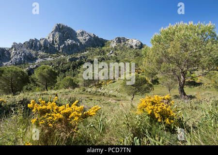 Zerklüftete Berglandschaft im Frühjahr in der Nähe von Grazalema, Naturpark Sierra de Grazalema, Andalusien, Spanien, Europa Stockfoto