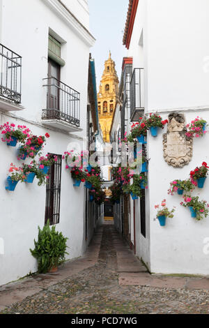 Calleja de las Flores und die Mezquita Cordoba, Andalusien, Spanien, Europa Stockfoto