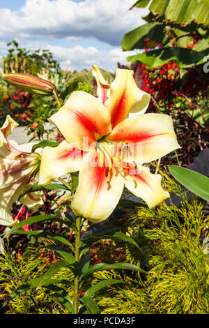 Orientalische Trompete Lily, Lilium 'Nymphe' Blüte in der Royal Horticultural Society (RHS) Gärten, Wisley im Sommer Stockfoto