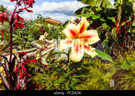 Orientalische Trompete Lily, Lilium 'Nymphe' Blüte in der Royal Horticultural Society (RHS) Botanische Gärten, Wisley im Sommer Stockfoto