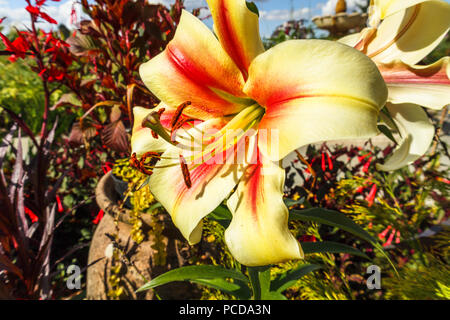 Orientalische Trompete Lily, Lilium 'Nymphe' Blüte in der Royal Horticultural Society (RHS) Gärten, Wisley im Sommer Stockfoto