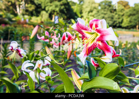 Lilium 'Leslie Woodriff" in der Testversion von Lilien in den Studien Feld an der Royal Horticultural Society (RHS) Gärten, Wisley im Sommer Stockfoto