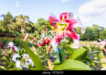 Lilium 'Leslie Woodriff" in der Testversion von Lilien in den Studien Feld an der Royal Horticultural Society (RHS) Gärten, Wisley im Sommer Stockfoto