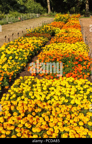 Testversion von bunten warmen Farben hybrid Sammetblume (Tagetes) in den Studien Feld an der Royal Horticultural Society (RHS) Gärten, Wisley im Sommer Stockfoto