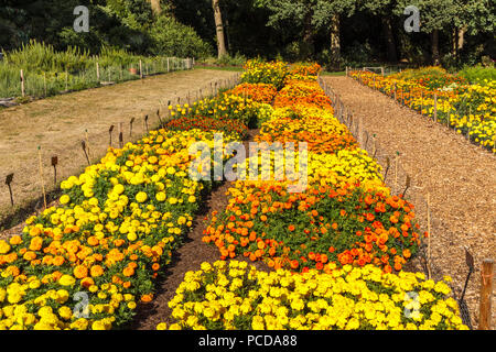 Testversion von bunten warmen Farben hybrid Sammetblume (Tagetes) in den Studien Feld an der Royal Horticultural Society (RHS) Gärten, Wisley im Sommer Stockfoto