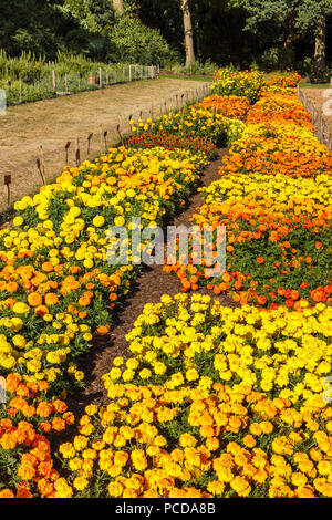Testversion von bunten warmen Farben hybrid Sammetblume (Tagetes) in den Studien Feld an der Royal Horticultural Society (RHS) Gärten, Wisley im Sommer Stockfoto