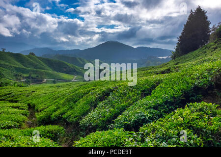 Teeplantagen in den Cameron Highlands, Pahang, Malaysia Stockfoto