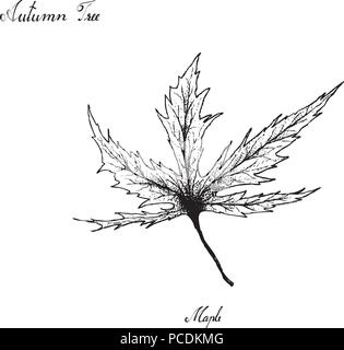 Herbst Baum, Illustration Hand gezeichnet von schönen Maple Leaf isoliert auf weißem Hintergrund. Auch in Europa, Nordafrika und Nordamerika Stock Vektor