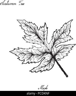 Herbst Baum, Illustration Hand gezeichnet von schönen Maple Leaf isoliert auf weißem Hintergrund. Auch in Europa, Nordafrika und Nordamerika Stock Vektor