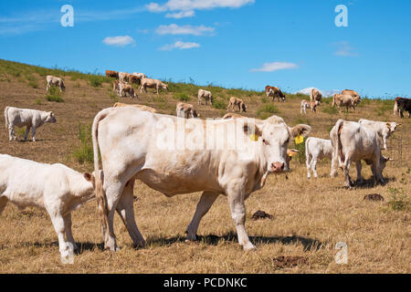 Ein Kalb trinken Milch auf der Weide. Stockfoto