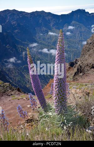 Echium wildpretii am Rand der Caldera de Taburiente, La Palma, Kanarische Inseln, Spanien Stockfoto