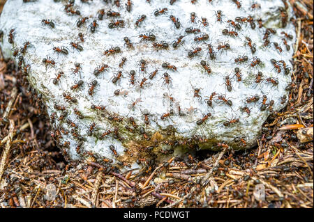 Rote Waldameisen auf einem Kalk Stein Fels ruht auf ihrem Nest. Stockfoto