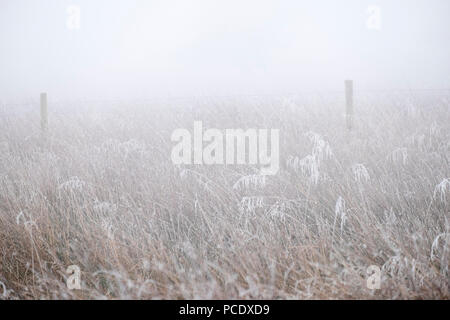 Frost deckt Gefroren, lange Gräser in der Nähe von einem Zaun an einem kalten, nebligen Winter morgen in der Washburn Tal, Nidderdale AONB, North Yorkshire. Stockfoto