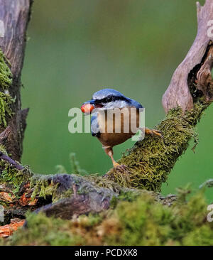 Schluck Stockfoto