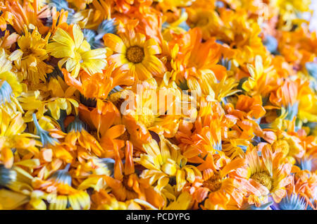 Hintergrund mit frischen Calendula. Heilpflanzen. Ringelblume Blumen für medizinische pflanzliche Therapie. Stockfoto