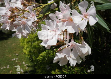 Oleander Strauch mit zarten weißen Blumen, schöne floral background Stockfoto