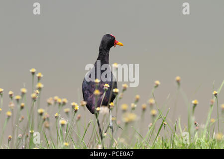 Gelbstirn-blatthühnchen Jacana gehen auf eine wilde Blume Feld in der Nähe von einem Teich Stockfoto