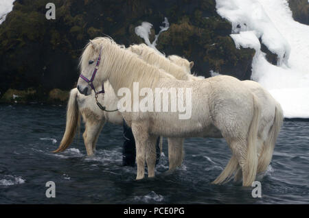 Weiß Islandponys im Wasser im Winter mit Schnee Stockfoto
