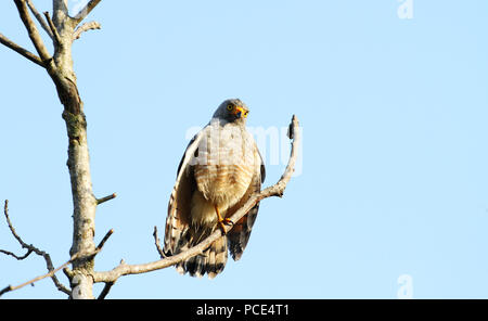 Am Straßenrand Hawk (Rupornis magnirostris) auf einem Ast, am Morgen die Sonne gehockt Stockfoto