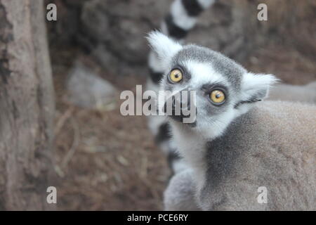 Madagaskar Lemur Stockfoto