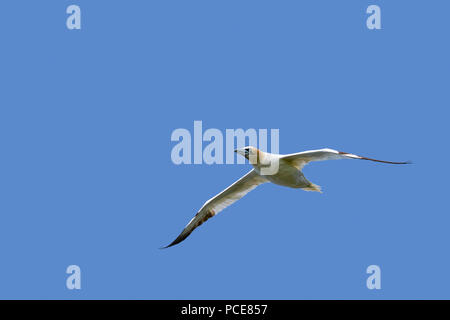 Northern Gannet (Morus bassanus) im Flug gegen den blauen Himmel Stockfoto