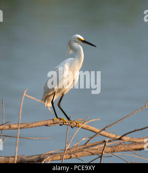 Ein snowy egret, Egretta Thule, Sitzstangen auf einem Zweig über einen See bei Sonnenaufgang. Stockfoto