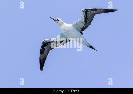 Northern gannet Morus bassanus jungen Vogel im Flug über den Ozean, Schottland, Großbritannien Stockfoto