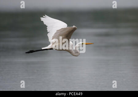 Ein Silberreiher, Ardea alba, fliegen tief über einem See, Jagd für im Wasser lebende Beute. Stockfoto