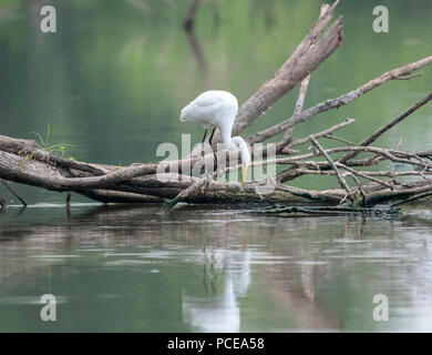 Ein Silberreiher, Ardea alba, nimmt einen Schluck nach unten zu waschen ein Fisch es gerade gegessen hat. Stockfoto