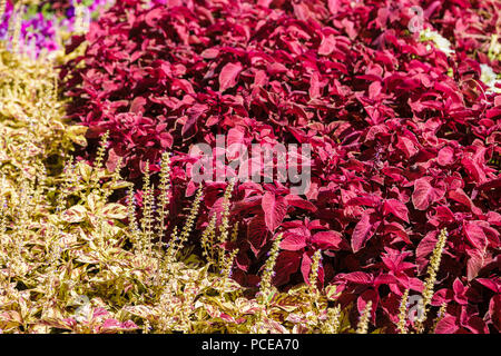 Ein Blumenbeet mit bunten Blumen. Stockfoto