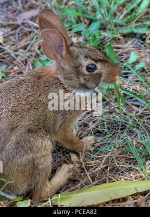 Eine östliche cottontail (Sylvilagus floridanus) Grünfutter im Red River National Wildlife Refuge, im Nordwesten von Louisiana. Stockfoto