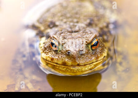 Gemeinsame braun Kröte in Wasser (Bufo bufo) Stockfoto