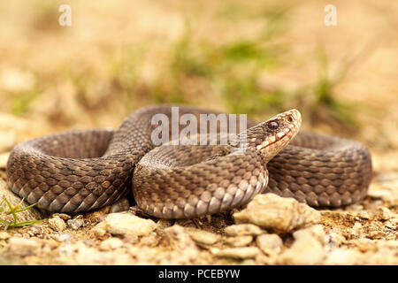 Weibliche Vipera berus am Boden, volle Länge des gemeinsamen europäischen Addierer Stockfoto