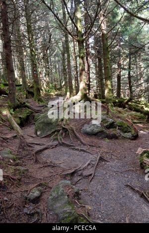 Rocky Trail durch einen alten, hohen Aufzug Pinienwald mit Baum knorrige Wurzeln wachsen auf Felsen Stockfoto