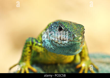 Vorderansicht auf Lacerta viridis Männchen in der Paarungszeit Stockfoto