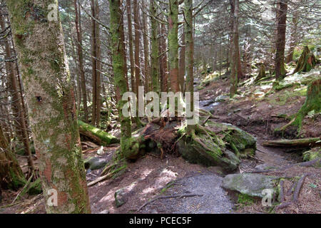 Rocky Trail durch einen alten, hohen Aufzug Pinienwald mit Baum knorrige Wurzeln wachsen auf Felsen Stockfoto