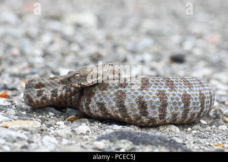 Volle Länge stumpfen Nase Viper auf Masse (Vipera lebetina Wegen) von der Insel Milos, aufgeführten Arten als gefährdet auf der Roten Liste der IUCN Stockfoto