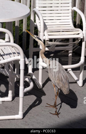 Eine hungrige Great Blue Heron scavenges für die menschliche Ernährung auf einen Tisch und Stühle auf einem Deck in Indian Rocks Beach, Florida durch den Golf von Mexiko. Stockfoto