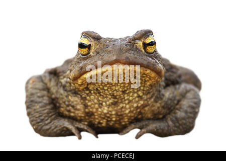 Isolierte braun Kröte (Bufo bufo), volle Länge Wild animal Stockfoto