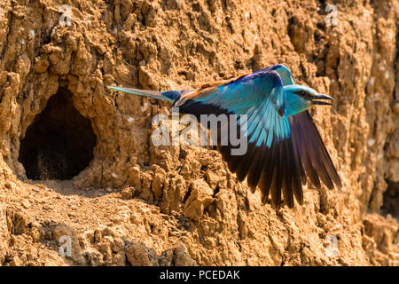 Europäische Rolle oder Coracias garrulus fliegt Stockfoto