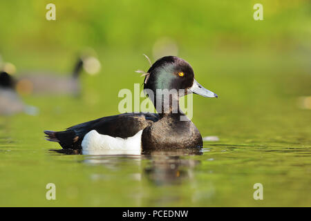 Auf Teich männliche Reiherente (Aythya fuligula) Stockfoto