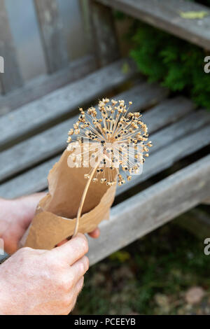 Gärtner Speichern allium Samen in eine Papiertüte. Großbritannien Stockfoto